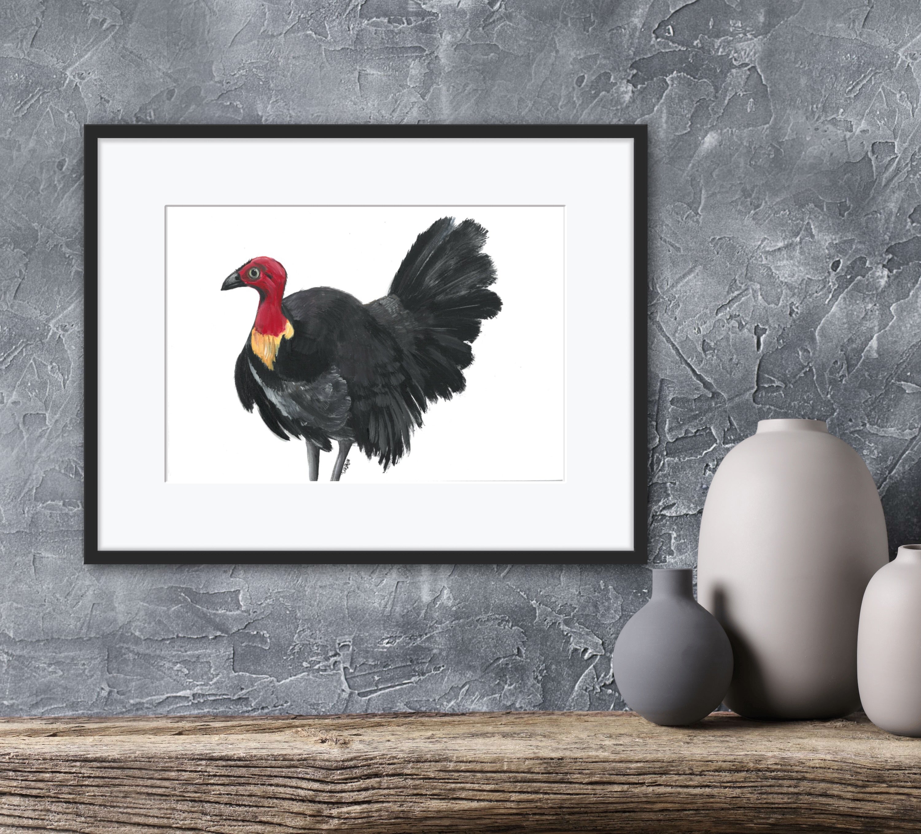 Bush Turkey